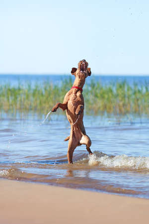 Happy Irish Terrier jumping in the waterの写真素材