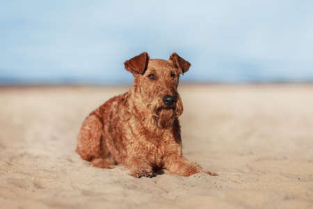 Happy Irish Terrier is lying on the sand near the waterの写真素材