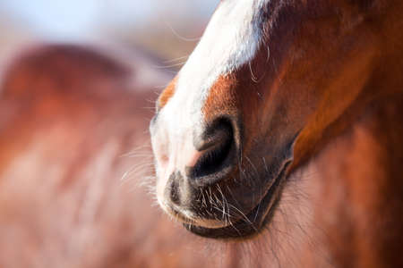 Nose horse with a white mark close-up.の写真素材