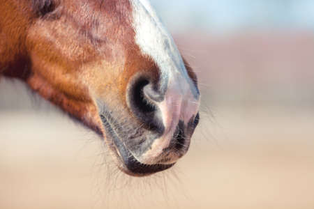 Nose horse with a white mark close-up.の写真素材