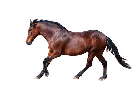 One Bay horse runs forward. Side view.の写真素材