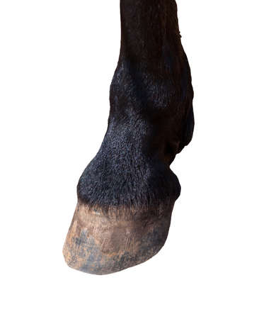 One horse on a white background. Isolate.の写真素材