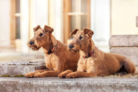 Two red-haired Irish Terrier lie next to the background of the buildingの写真素材
