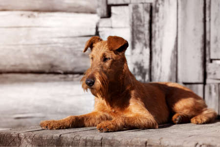 Red Irish Terrier lies on the porch of an old wooden house.の写真素材
