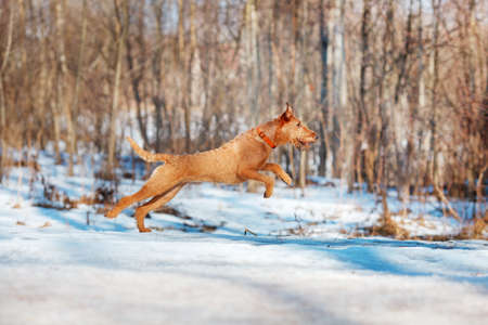 Red Irish Terrier jumping in the snow on the background of treesの写真素材