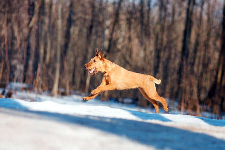 Red Irish Terrier jumping in the snow on the background of treesの写真素材