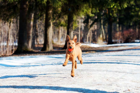 Red Irish Terrier plays with ball in the Park in winterの写真素材