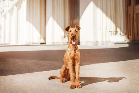 Young Irish Terrier sits at the station waiting.