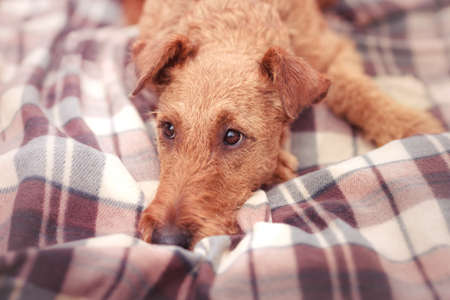 Red Irish Terrier closeup lying on a blanket and sadの写真素材