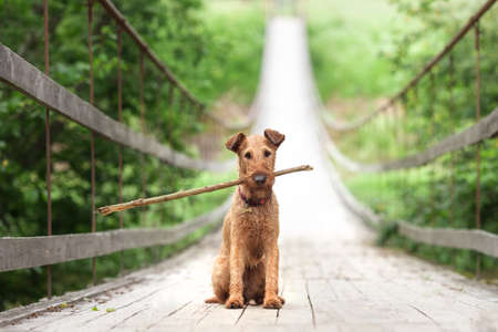 An Irish young Terrier sits on a bridge and holds a stickの写真素材
