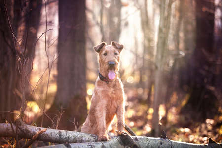 A red dog stands on a tree with its front paws and looks forward.の写真素材