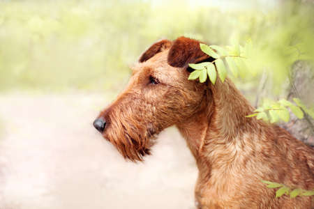 Portrait of a beautiful Irish Terrier close-up. Look away.の写真素材