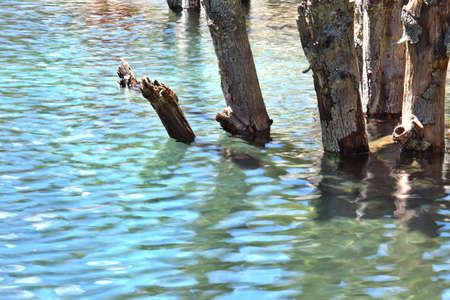 Life and dead in the alp lakeの写真素材