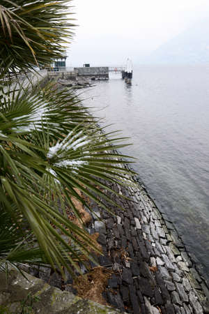 Snow on palms in Lario lakeの写真素材