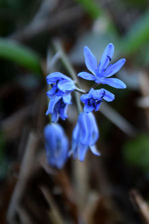 Wild blue flowers