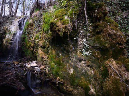 Musk and water in the woodsの写真素材