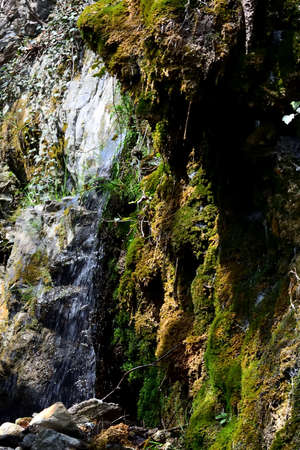 Musk and water in the woodsの写真素材