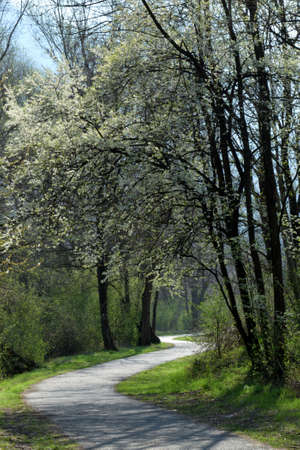 Valtellina path in springの写真素材