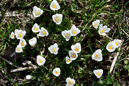 Picture of crocus taken in Valmalenco