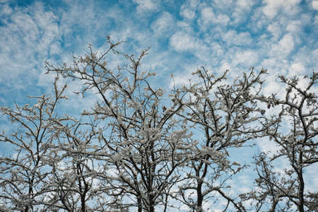 Winter picture of branches covered by the fresh snow.の写真素材