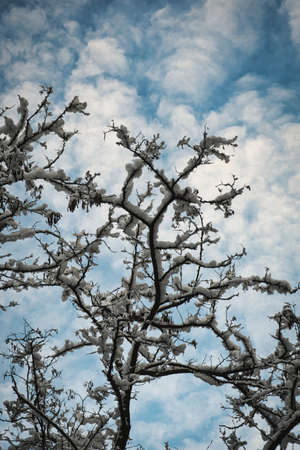 Winter picture of branches covered by the fresh snow.の写真素材
