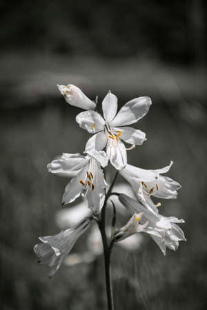 Mountain lily close up in black and white. The anther has been highlighted leaving them colored.の写真素材