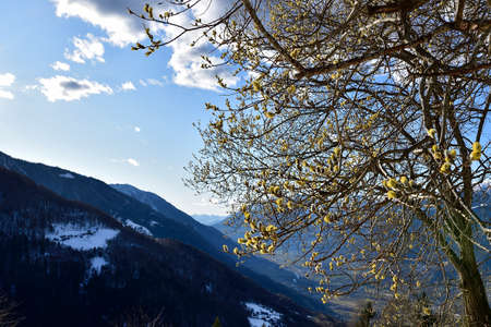 Picture of a goat willow, Salix Caprea, blooming early march over the Alps.の写真素材