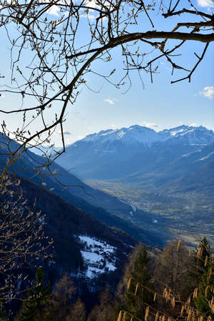 Picture of a goat willow, Salix Caprea, blooming early march over the Alps.の写真素材