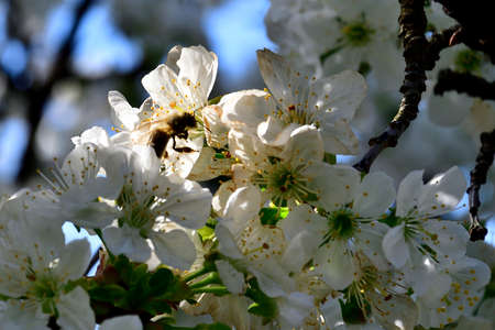 Picture of cherry flowers with a bee collecting pollen.の写真素材