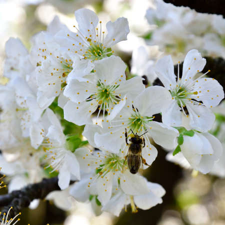 Picture of cherry flowers with a bee collecting pollen.の写真素材