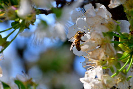 Picture of a bee collecting pollen from cherry flowers. The position of the flower in a corner give the possibility to create postcard and life message.の写真素材