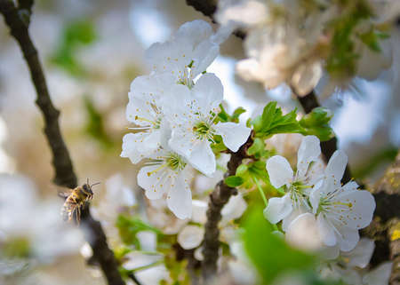 Picture of a bee collecting pollen from cherry flowers.の写真素材