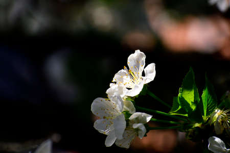 Sunbeam lighten blooming cherry flowers. The position of the flower in a corner allow to use the picture as a background.の写真素材
