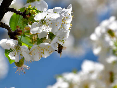 A perfect desktop with a floral subject.の写真素材