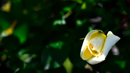 Sunbeam lighten a blooming rose. The position of the flower in a corner allow to use the picture as a background.の写真素材