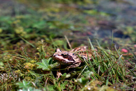 European Common Frog or Rana Temporariaの写真素材