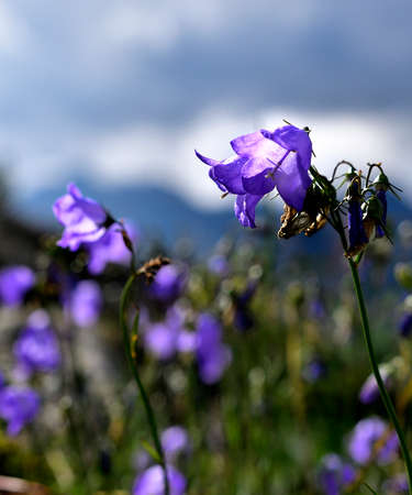Painted bluebells flowersの写真素材