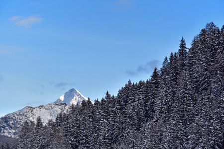 Pizzo Scalino with the snow and the pine forest in in the foregroundの写真素材