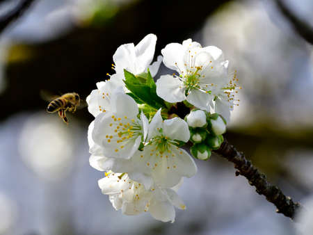 Spring is arrived and the cherry trees are blooming. Bees are collecting nectar and pollinate the trees. This the motor of the nature and of the life.の写真素材