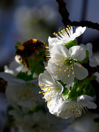 Spring is arrived and the cherry trees are blooming. Bees and Bumblebee are collecting nectar and pollinate the trees. This the motor of the nature and of the life.の写真素材