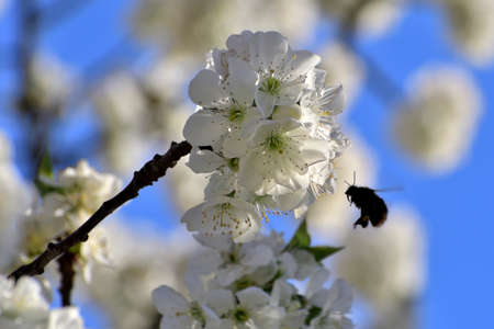 Spring is arrived and the cherry trees are blooming. Bees and Bumblebee are collecting nectar and pollinate the trees. This the motor of the nature and of the life.の写真素材