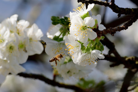 Spring is arrived and the cherry trees are blooming. Bees are collecting nectar and pollinate the trees. This the motor of the nature and of the life.の写真素材