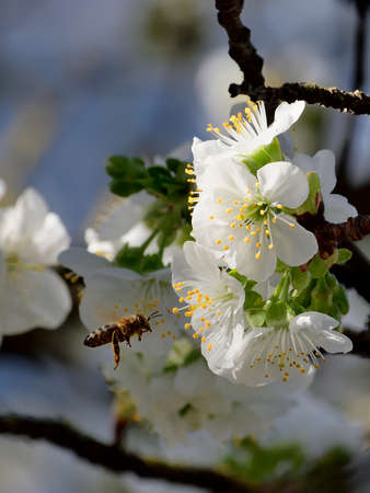 Spring is arrived and the cherry trees are blooming. Bees are collecting nectar and pollinate the trees. This the motor of the nature and of the life.の写真素材