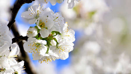 Picture of cherry flower bouquet during blossom season.の写真素材