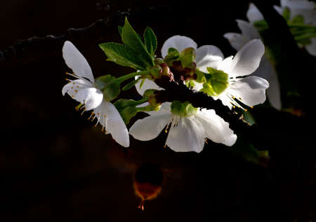 Picture of a cherry flowers with the back of a bee collecting nectarの写真素材
