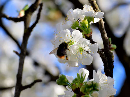 Spring is arrived and the cherry trees are blooming. Bees and Bumblebee are collecting nectar and pollinate the trees. This the motor of the nature and of the life.の写真素材