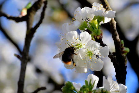 Spring is arrived and the cherry trees are blooming. Bees and Bumblebee are collecting nectar and pollinate the trees. This the motor of the nature and of the life.の写真素材