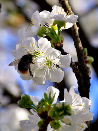 Spring is arrived and the cherry trees are blooming. Bees and Bumblebee are collecting nectar and pollinate the trees. This the motor of the nature and of the life.の写真素材