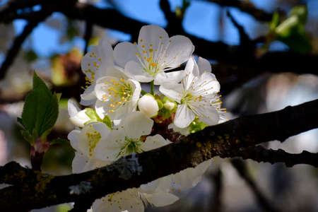 A postcard for a romantic event reproducing cherry flowersの写真素材