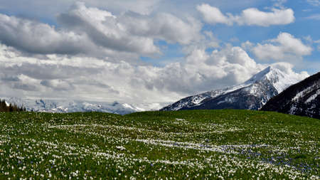 Picture of central Orobic Alps from Valmalenco Valley, with crocus bloomingの写真素材